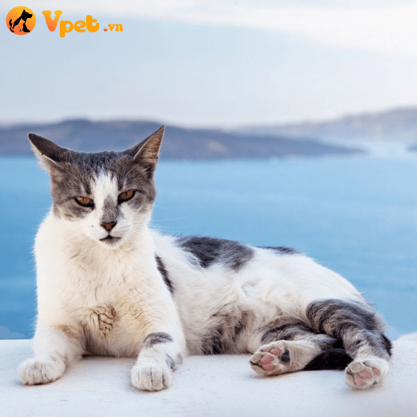 nguồn gốc của mèo Aegean