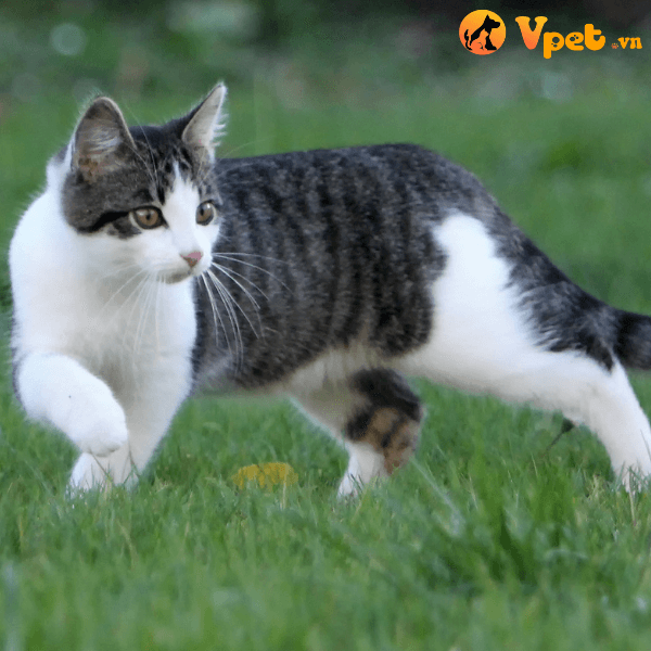 Nguồn gốc của mèo lông ngắn châu Âu