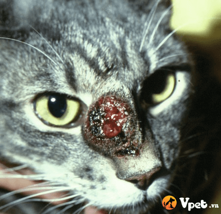 bênh Blastomycosis ở mèo 