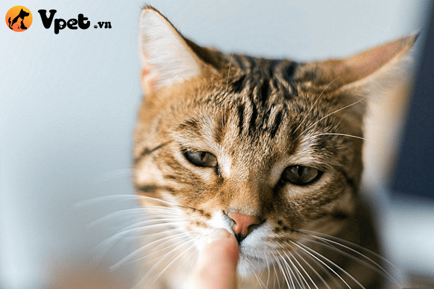 bệnh giảm bạch cầu ở mèo