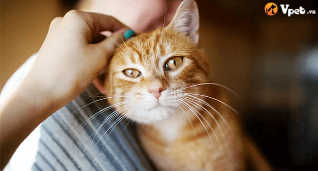 bệnh viêm cơ thông thường ở mèo
