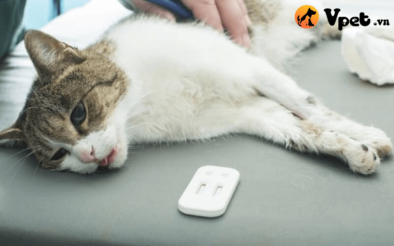 bệnh viêm xương ở mèo