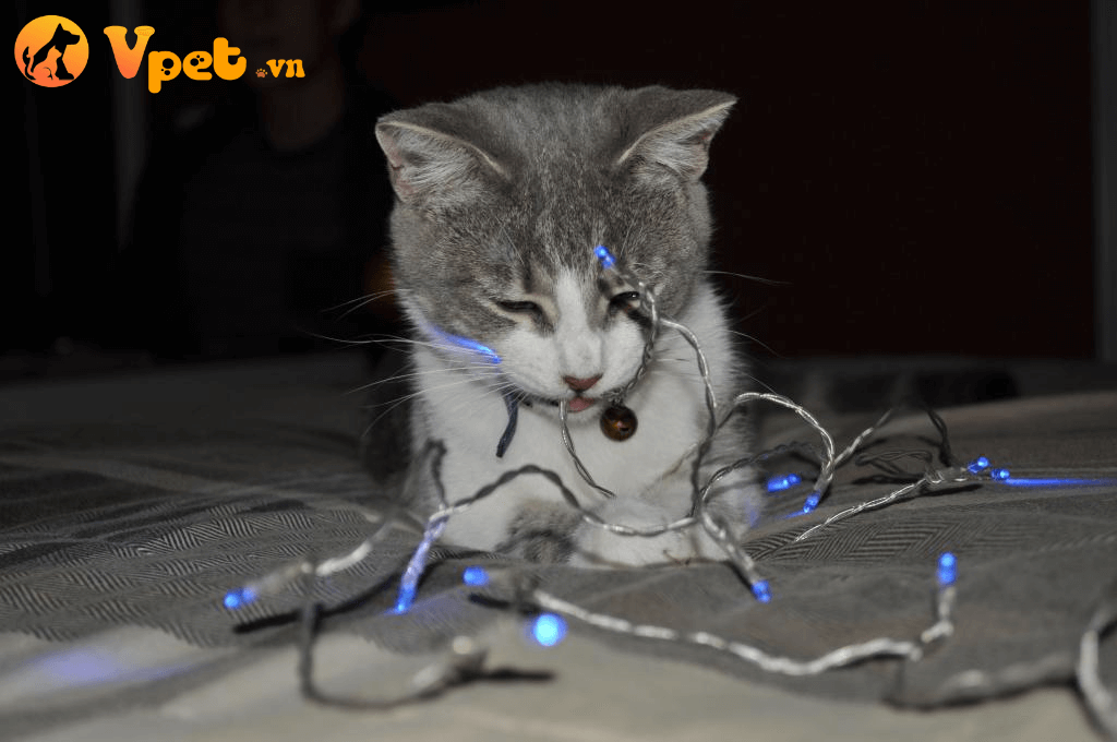 chấn thương do cắn dây điện ở mèo