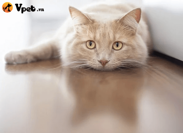 chứng tiểu buốt và tiểu dắt ở mèo
