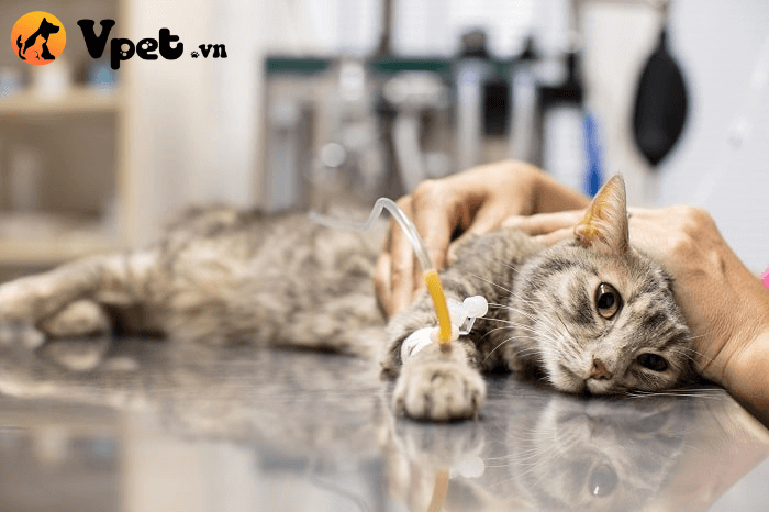 hội chứng thận hư ở mèo