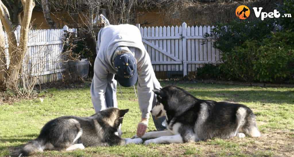 Giáo trình huấn luyện chó Alaska từ A – Z