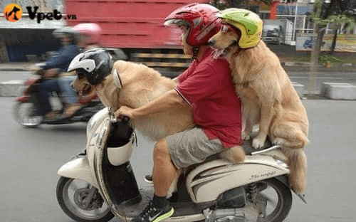 hướng dẫn chó ngồi trên xe máy