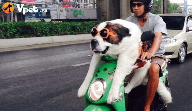 hướng dẫn chó ngồi trên xe máy