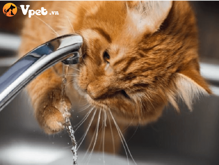 mèo bị mất nước