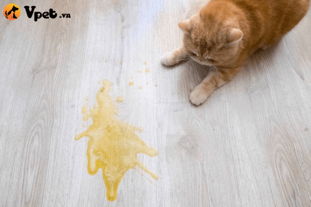 mèo bị ngộ độc nấm