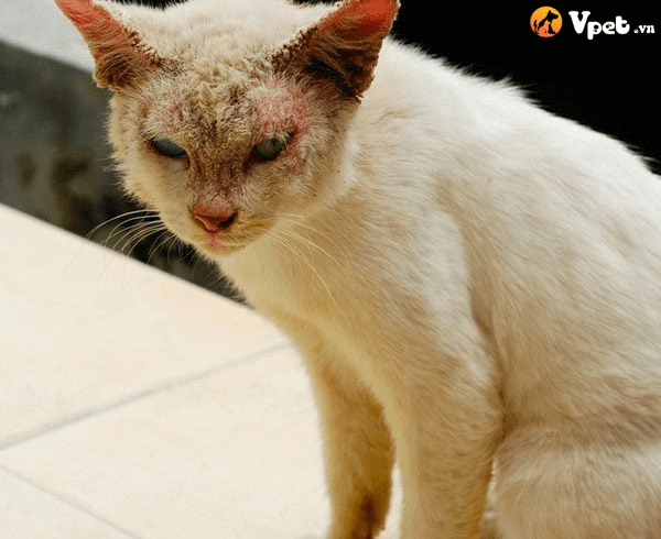 mèo bị nhiễm nấm men