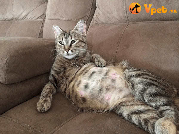 Phải làm gì khi mèo bị nhiễm trùng vú (viêm vú) ?