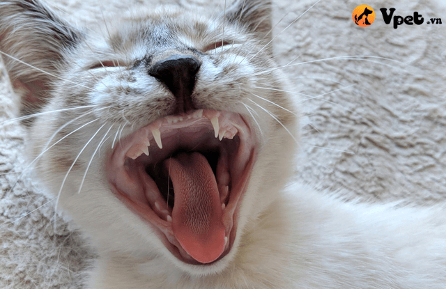 sót răng sữa ở mèo