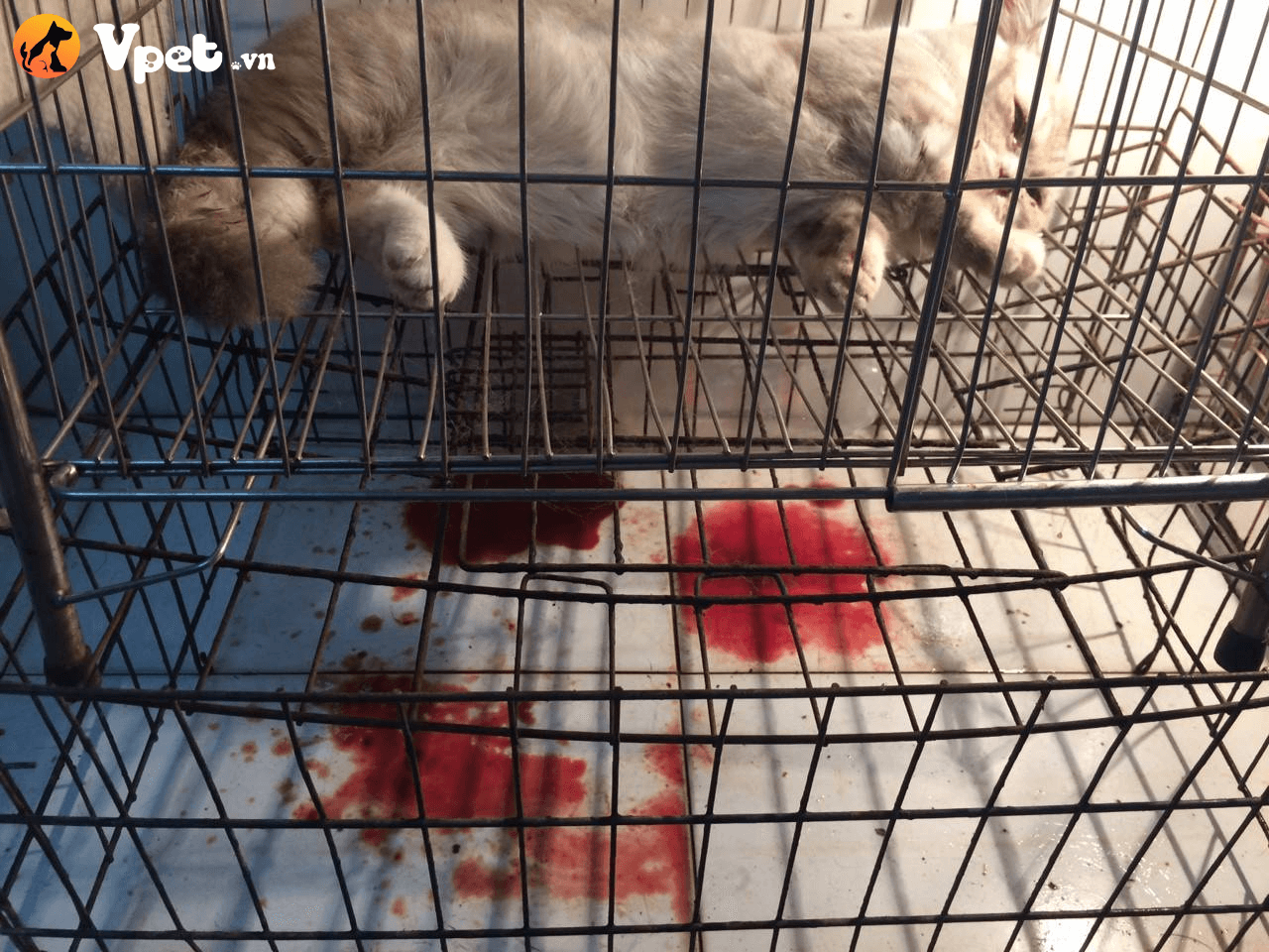 mèo đi tiểu ra máu