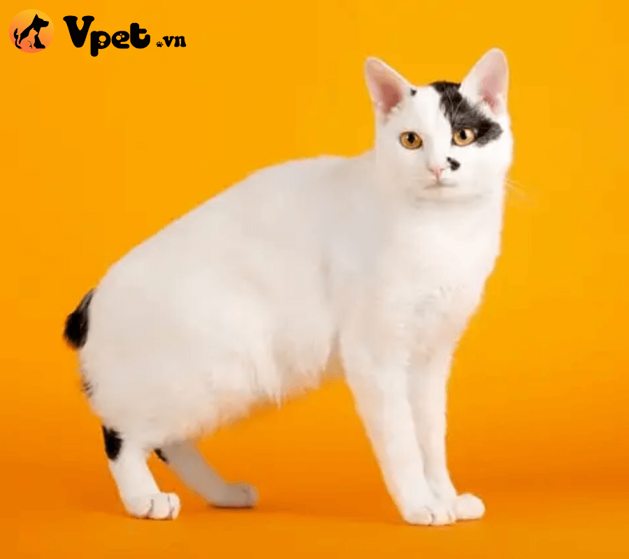 Mèo đuôi cộc Nhật Bản