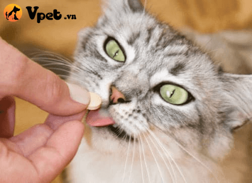 ngộ độc Amphatamine ở mèo