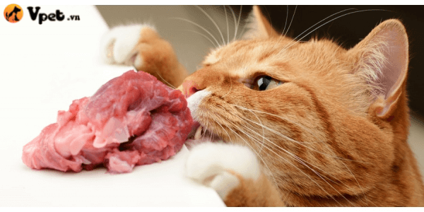 ngộ độc thịt ở mèo