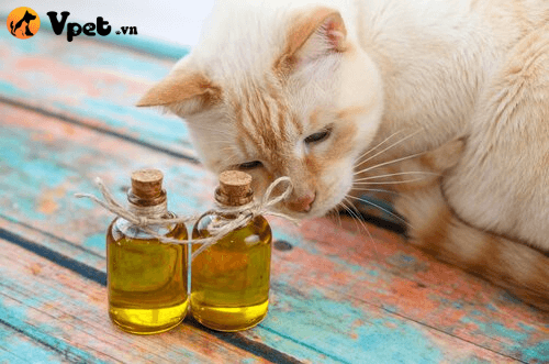 ngộ độc tinh dầu bạc hà ở mèo
