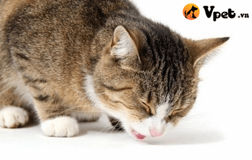 ngộ độc vitamin D ở mèo