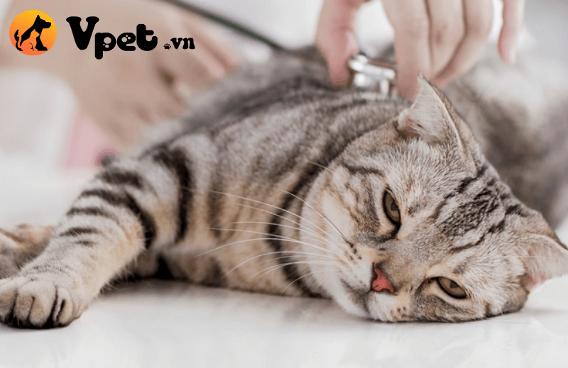 Nhiễm giun tóc ở mèo - Biểu hiện viêm ruột già hoặc tiêu chảy ra máu