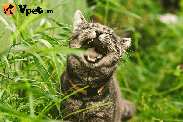 mèo bị ngộ độc khi ăn thực vật