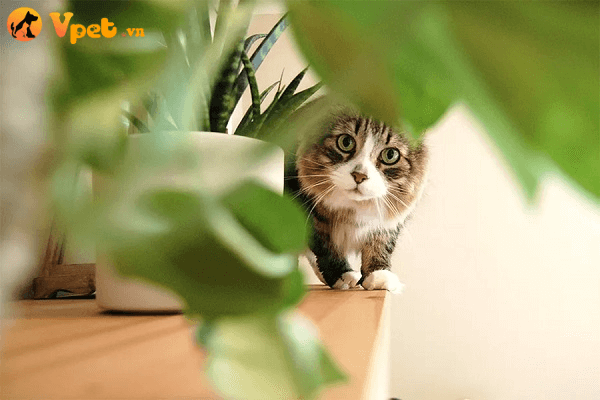 mèo bị ngộ độc khi ăn thực vật