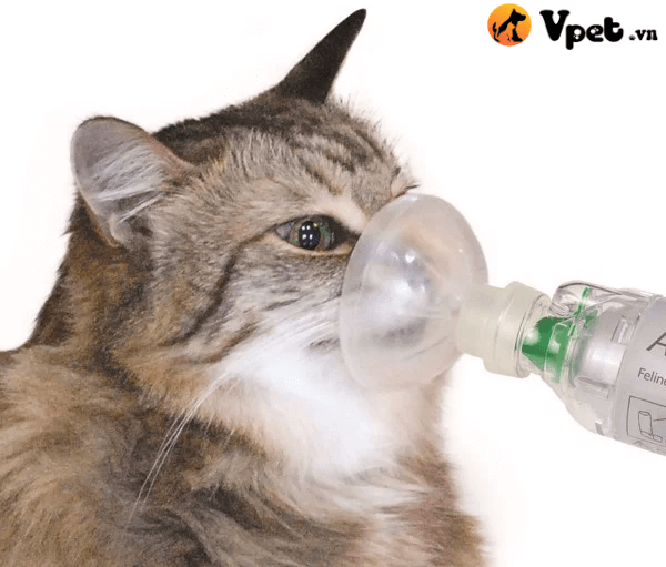suýt đuối nước ở mèo