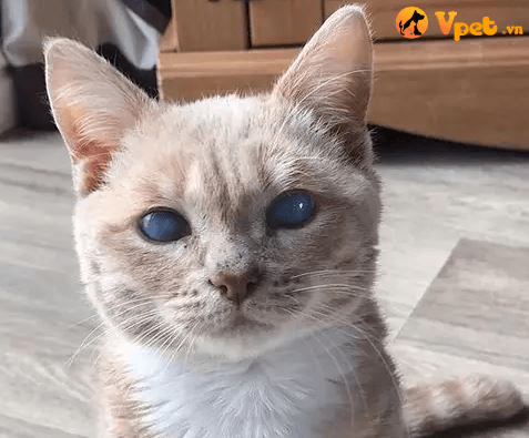 thoái hóa mống mắt ở mèo