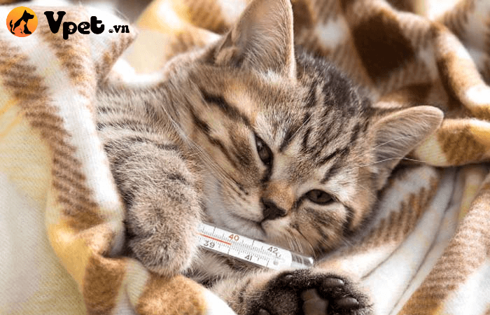 Top 5 loại thuốc chữa bệnh viêm khớp ở mèo