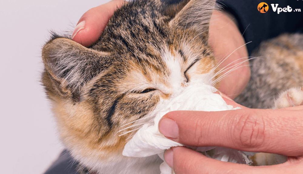 ung thư đệm mũi ở mèo