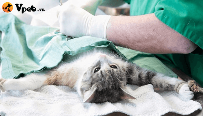ung thư tuyến hậu môn ở mèo