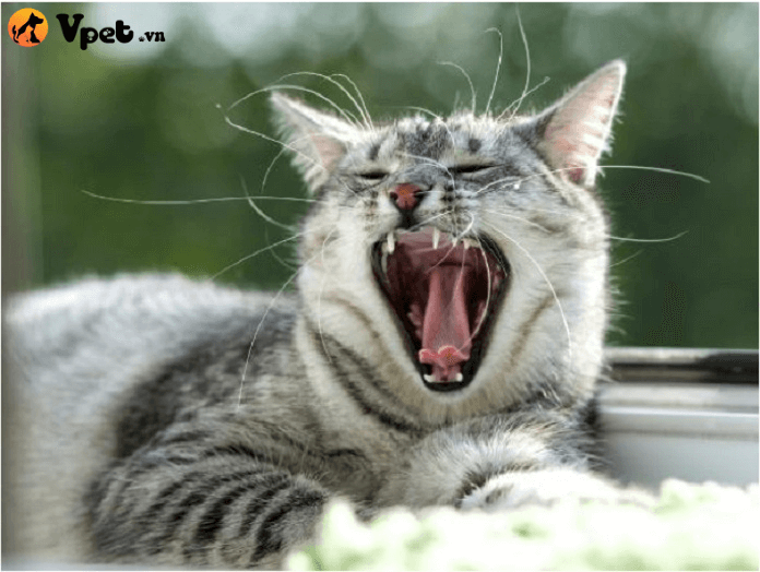 viêm chân răng có mủ ở mèo