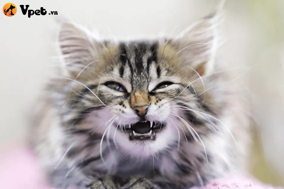 viêm chân răng có mủ ở mèo