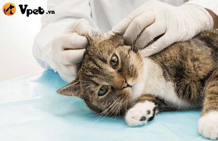 viêm tai giữa và tai trong ở mèo