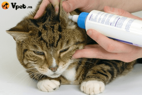viêm tai giữa và tai trong ở mèo