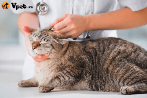 viêm tai ngoài và tai giữa ở mèo