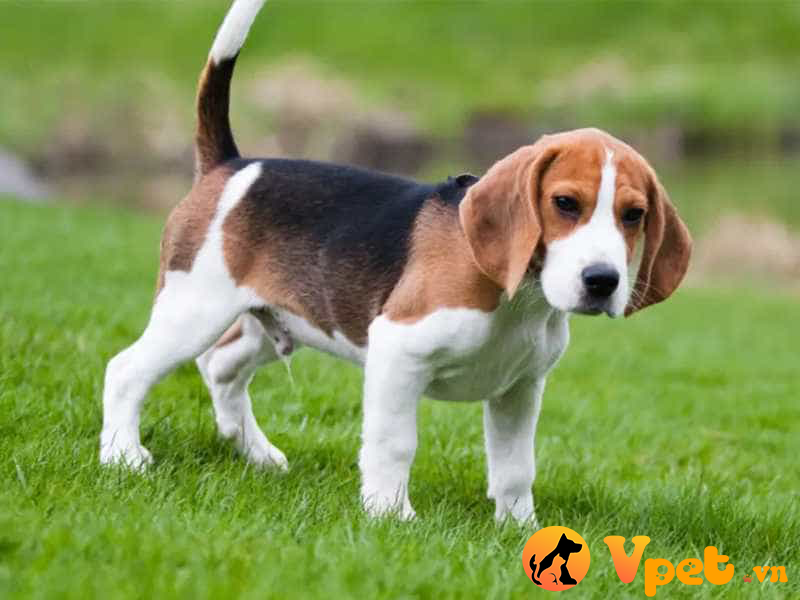 Chó Beagle xinh xắn