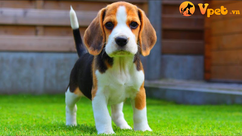 Chó Beagle