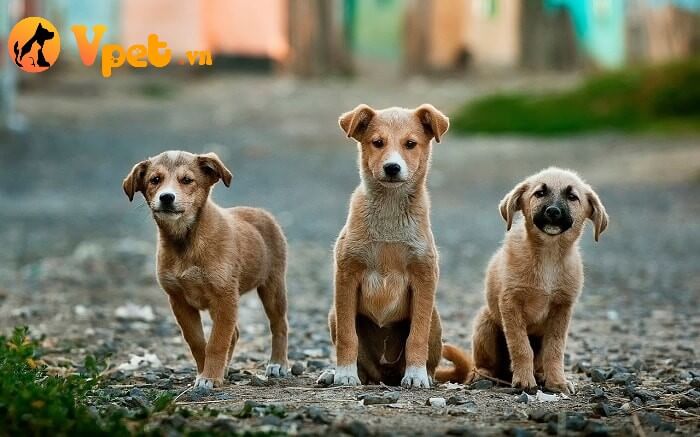 3 chú chó cỏ lông vàng