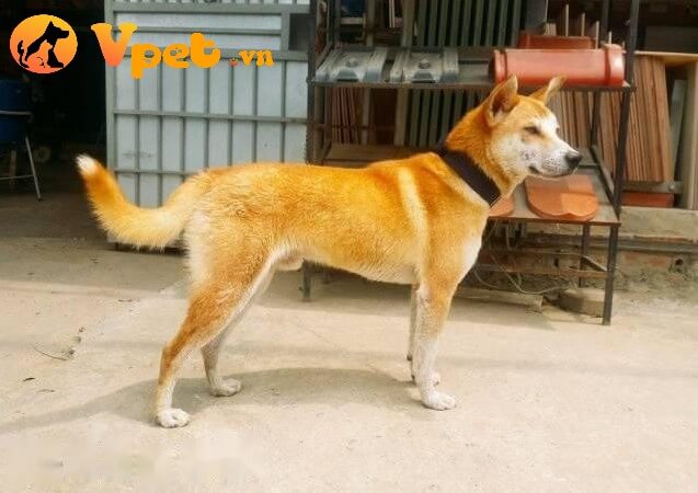 Chó Lài Việt Nam