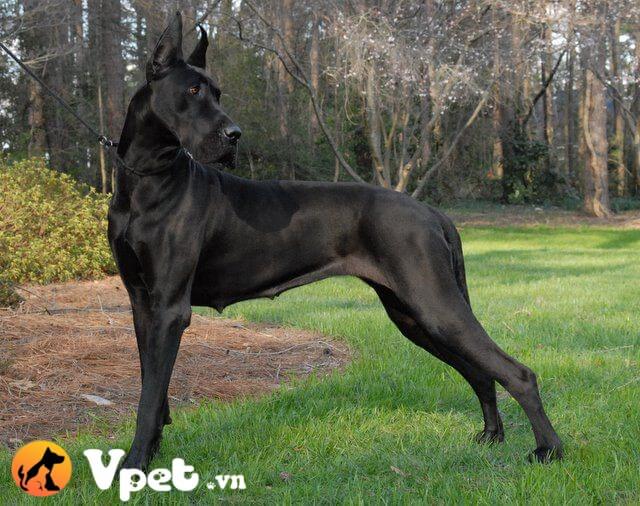 Chó Great Dane đen tuyền