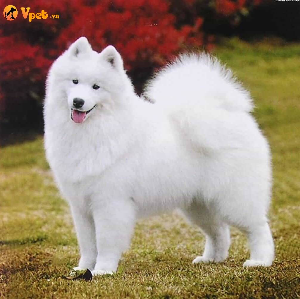 Chó Samoyed lông trắng
