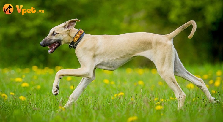 Chó săn Bắc Phi chạy nhảy giữa đồng cỏ