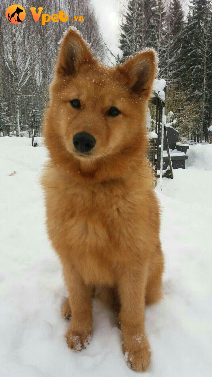 Chó săn Phần Lan đáng yêu