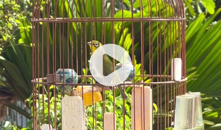 Trả lời câu hỏi: chim Vành Khuyên ăn gì để hót hay? | Pet Mart