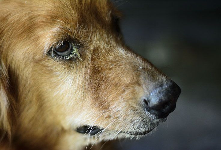 Làm thế nào để phân biệt giữa viêm xoang và dị ứng ở chó con?
