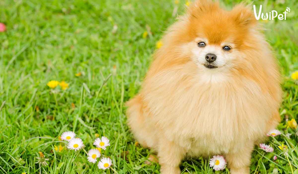 Tìm Hiểu Về Chó Pom Thái - Nguyên Nhân Vì Sao Chúng Lại Đang Gây Sốt?