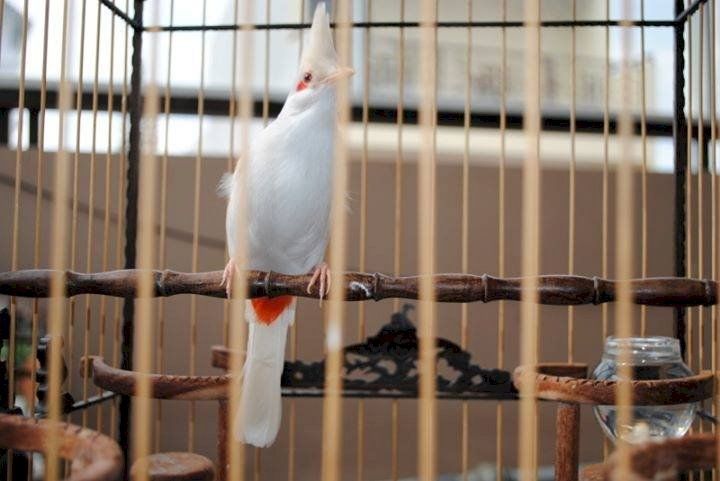 Chim Chào mào - Cách nhận biết, nuôi chim khỏe