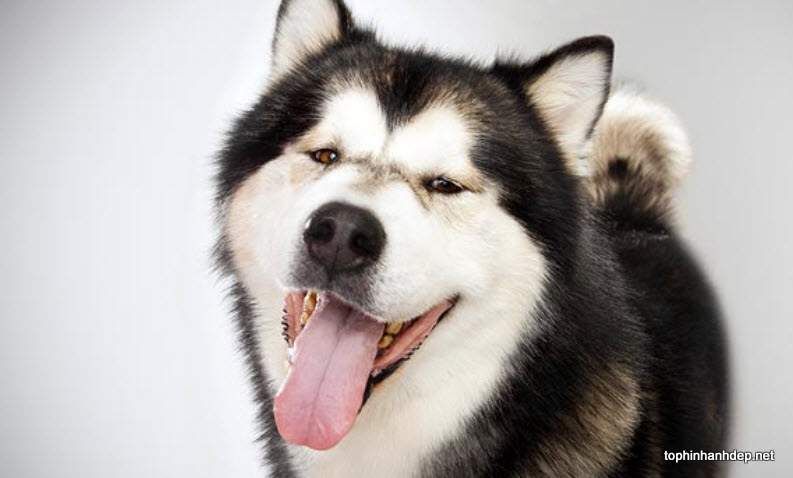 Chia sẻ với hơn 101 hình nền chó alaska hay nhất  POPPY