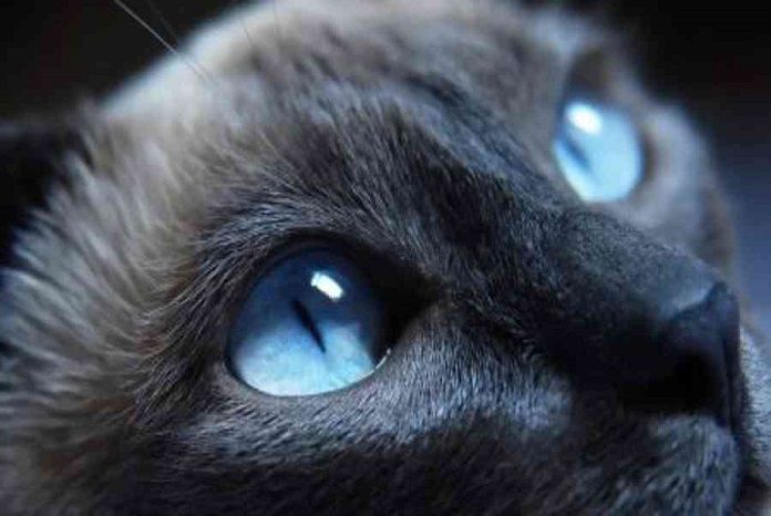 Mèo đen mắt 2 màu có mức giá bao nhiêu?
